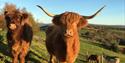 Pennywell, Highland Cows