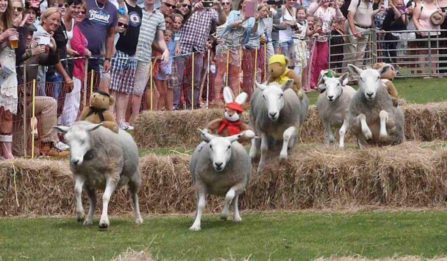 Sheep racing at its height