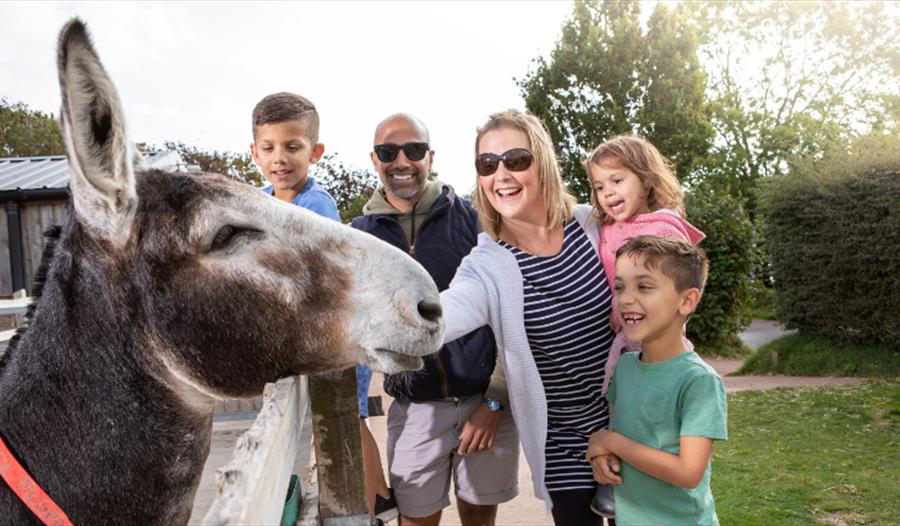 Family meet friendly donkey on adventure trail