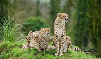 Cheetahs at Dartmoor Zoo