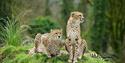 Cheetahs at Dartmoor Zoo