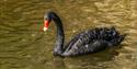 Dawlish Black Swan