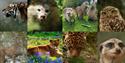 Dartmoor Zoo Animals