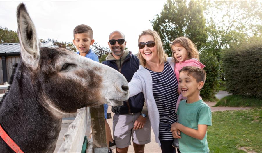 Family enjoy day out at The Donkey Sanctuary