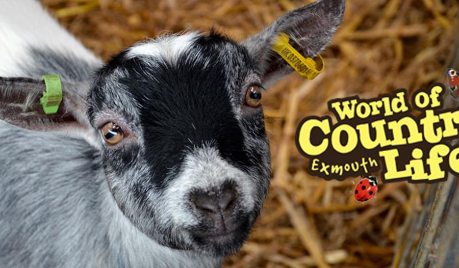 February Half Term at World of Country Life, Exmouth, Devon