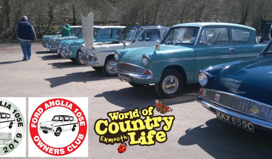 Ford Anglias at World of Country Life Exmouth Devon