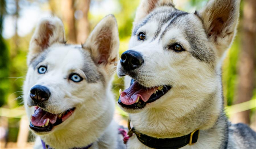Two husky dogs Two husky dogs