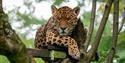 Jaguar at Dartmoor Zoo
