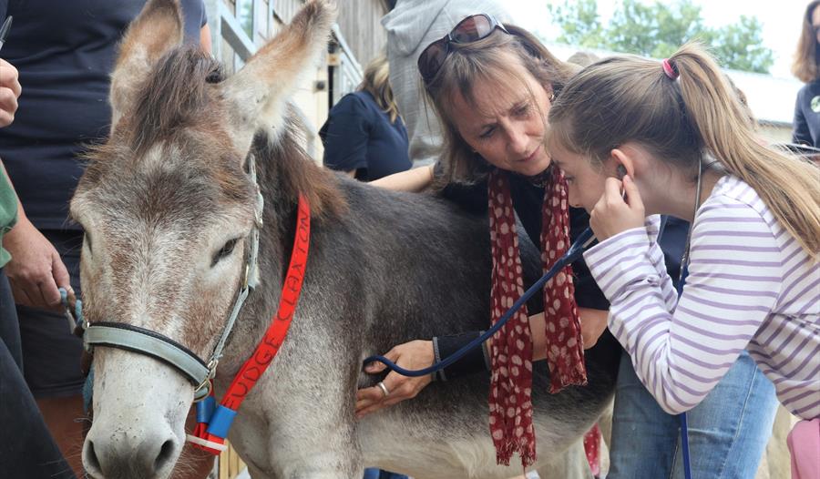 Child examines a donkey at Junior Vet Day