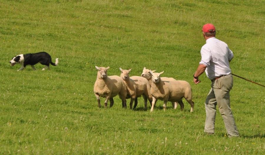 National Qualifier Sheepdog Trials at Pennywell Farm