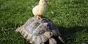 Yellow chick sat on tortoise