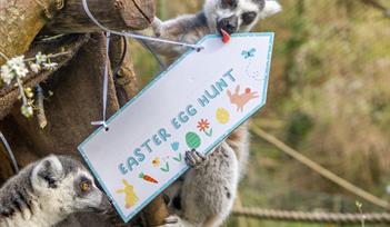 Easter at Paignton Zoo