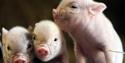 Penywell Farm - Piggies and Prosecco