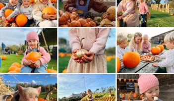 Pumpkin Festival at Pennywell Farm!