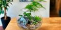Make a Glass Globe Terrarium Workshop - May 2024
