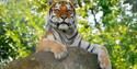 Tiger at Dartmoor Zoo