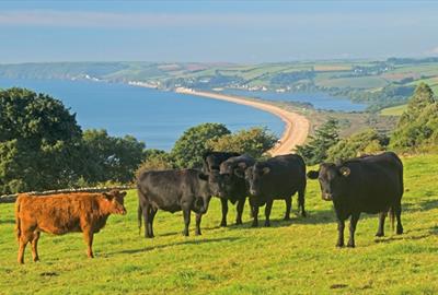 South Devon National Landscape