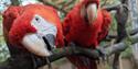 Parrots at Dartmoor Zoo