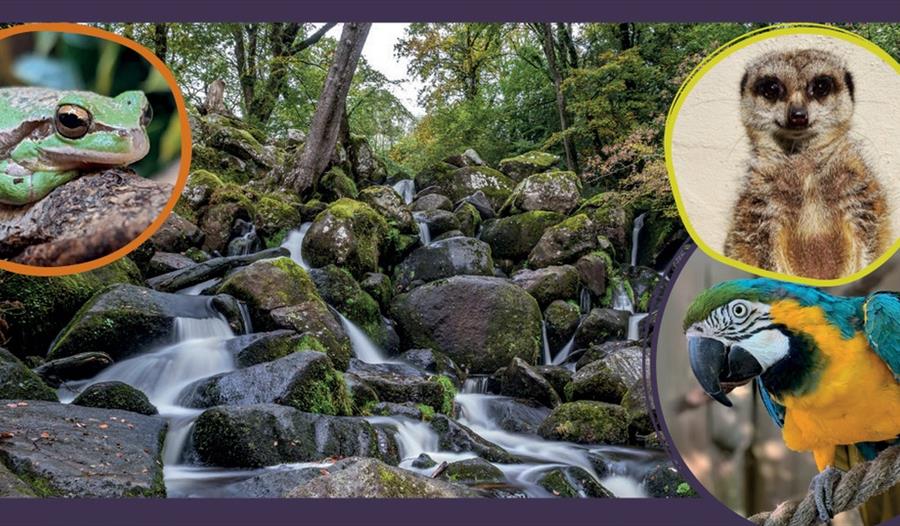 Becky Falls woodland waterfall with inset images of a frog, meerkat and macaw Becky Falls woodland waterfall with inset images of a frog, meerkat and macaw