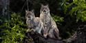 Wildwood Escot - Lynx
