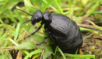 Photo of an oil beetle