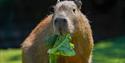 Capybara at Dartmoor Zoo