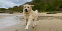 Albie enjoying one of the many dog friendly beaches of South Devon.