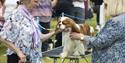 Dog Show (c) Devon County Show Credit: Geoff & Tordis Pagotto