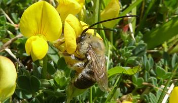 Photo of long horned mining bee on yellow flower