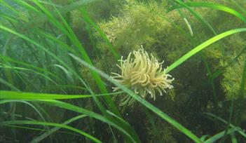 Underwater photo of seagrass