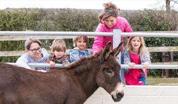 Family enjoys meeting donkey at The Donkey Sanctuary