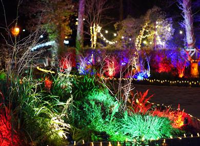 Sandy Balls Holiday Park, Forest of Light Event
