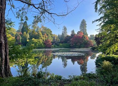 Sheffield Park National Trust - view of the lake and autumnal coloured trees
