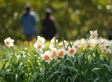 Borde Hill Garden credit John Glover