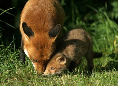 Fox Mum & Cub