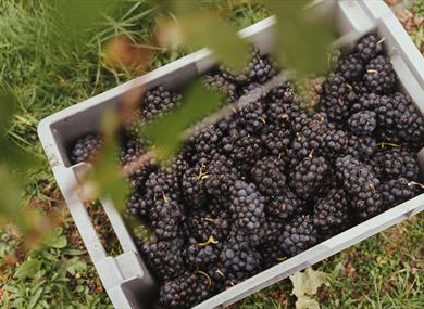 Grapes being harvested at Balfour Winery, Kent