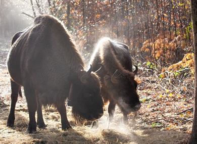 Bison Ranger Experience - Kent Wildlife Trust