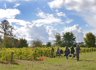 Brightwell Vineyard in Oxfordshire