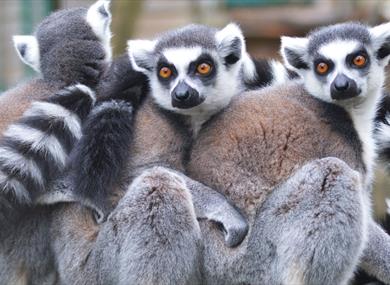 Close Encounter Lemur Experience at Drusillas Park near Eastbourne