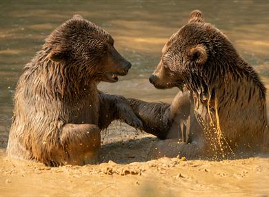 Bear Photography Workshops at Wildheart Animal Sanctuary
