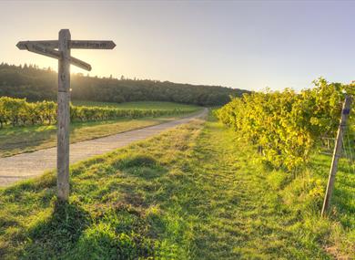 Denbies Vineyard Trail