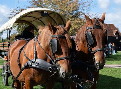 Horse and Cart