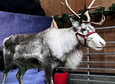 Reindeers at Waterperry Gardens