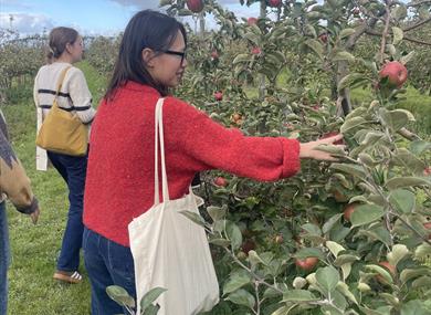 Pick  your own fruit weekends