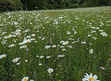 Photo of the meadow at High Beeches