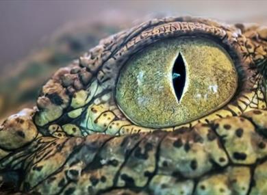 Junior Crocodile Keeper Experience