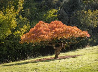 Autumn Walks 