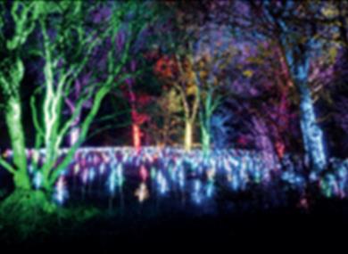 Award winning Light Up Trails returns to Sir Harold Hillier Gardens in Hampshire this Christmas