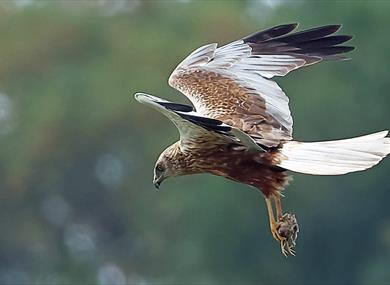 Male marsh harrier at WWT Arundel
