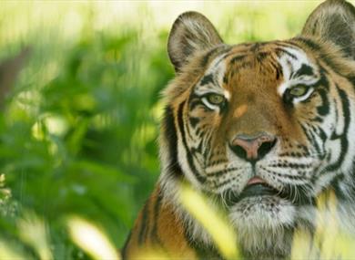 Natasha the tiger at Wildheart Animal Sanctuary, Attraction, Sandown, Isle of Wight